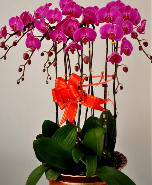 開(kāi)業(yè)送什么盆栽植物？這些綠植租擺必不可少